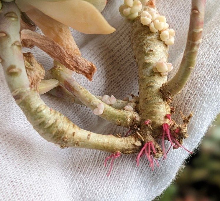 多肉植物 エケベリア ティンカーベル錦　韓国苗・龍仁