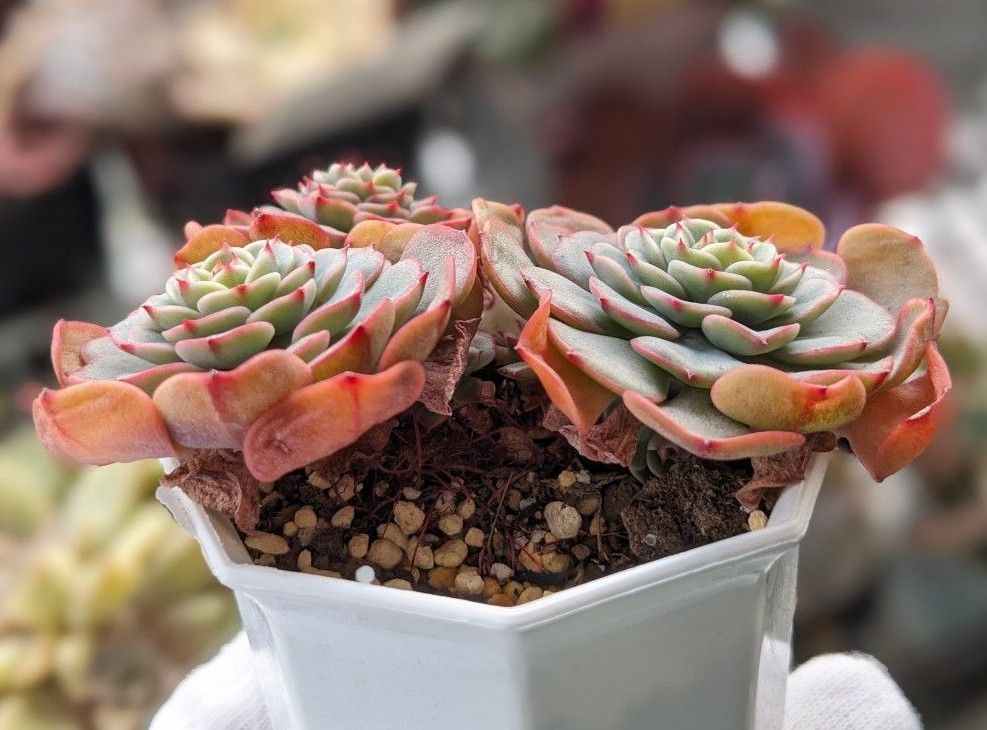 多肉植物 エケベリア シュガーベビー 韓国苗・始興|Yahoo 多肉植物 エケベリア シュガーベビー 韓国苗・始興|Yahoo