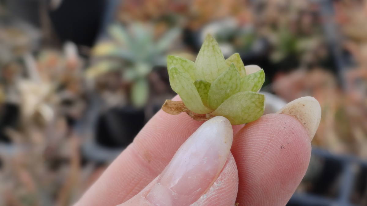 多肉植物　ハオルチア　レティキュラータ　ボンボバレニー_画像3