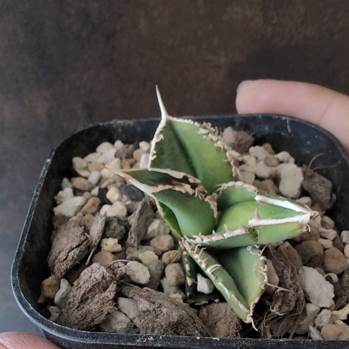 Yahoo!オークション - 【AGAVE TITANOTA オランダの至宝 IVORY Yahoo!オークション - 【AGAVE TITANOTA オランダの至宝 IVORY
