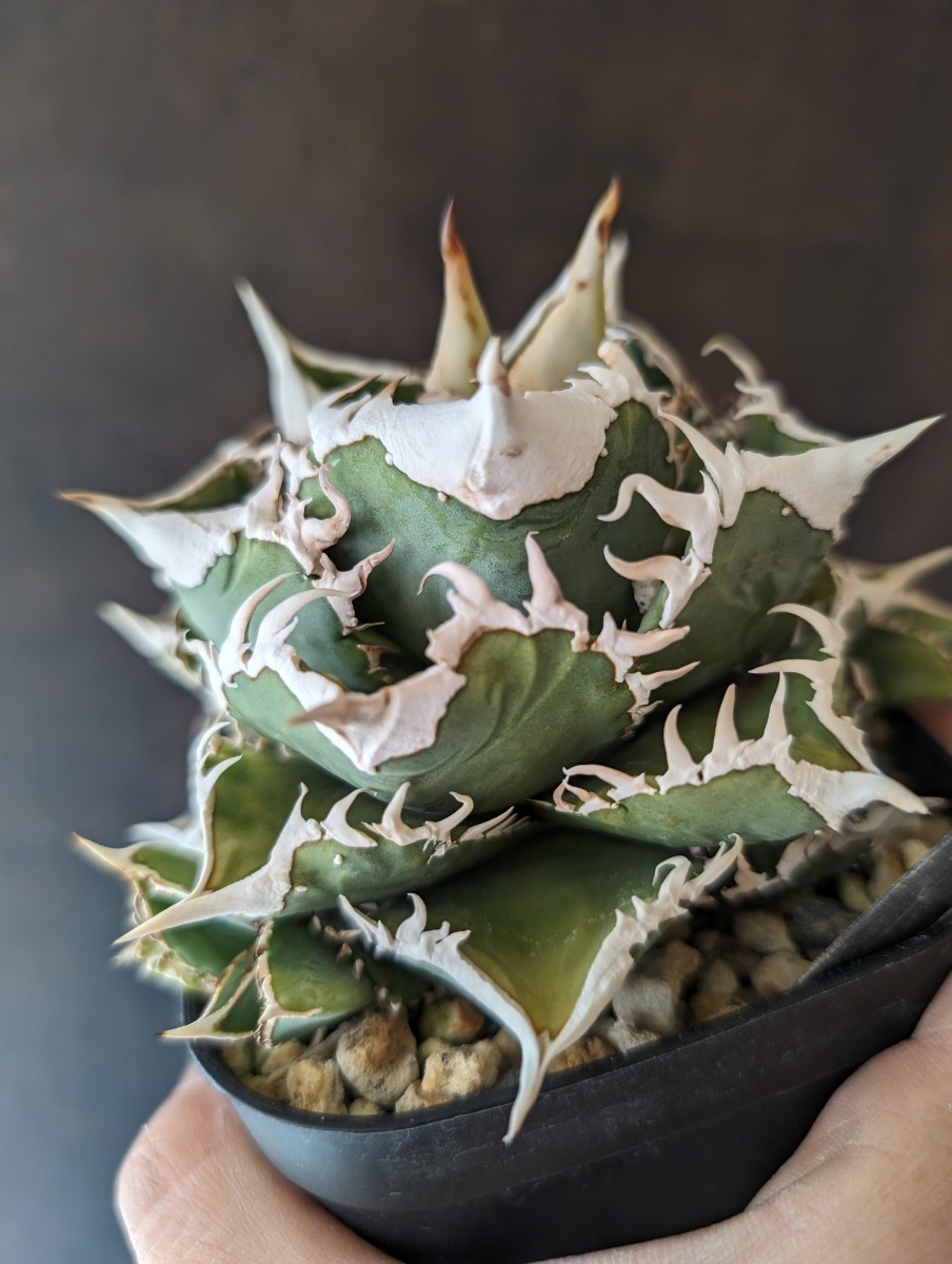 Yahoo!オークション - 【AGAVE TITANOTA オランダの至宝 IVORY Yahoo!オークション - 【AGAVE TITANOTA オランダの至宝 IVORY