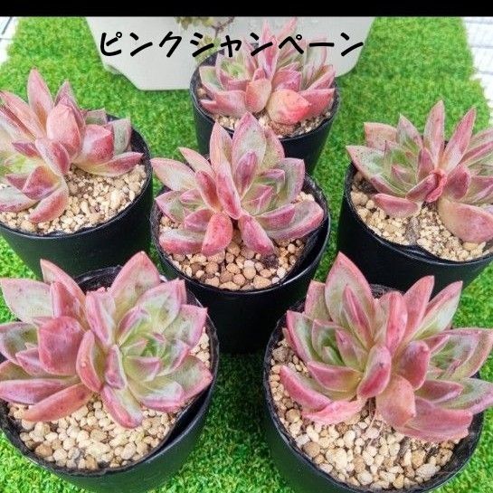 ピンクシャンペーン・韓国苗・多肉植物