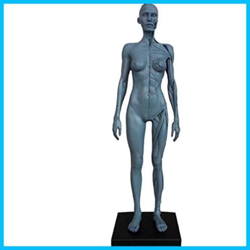 人体模型 筋肉模型 高品質解剖模型 30cm 医学模型 人体解剖 医学教育 整形外科 男性 / 女性 女性_画像1