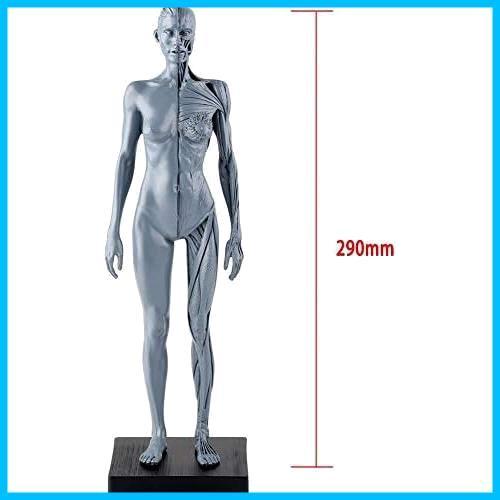 人体模型 筋肉模型 高品質解剖模型 30cm 医学模型 人体解剖 医学教育 整形外科 男性 / 女性 女性_画像4