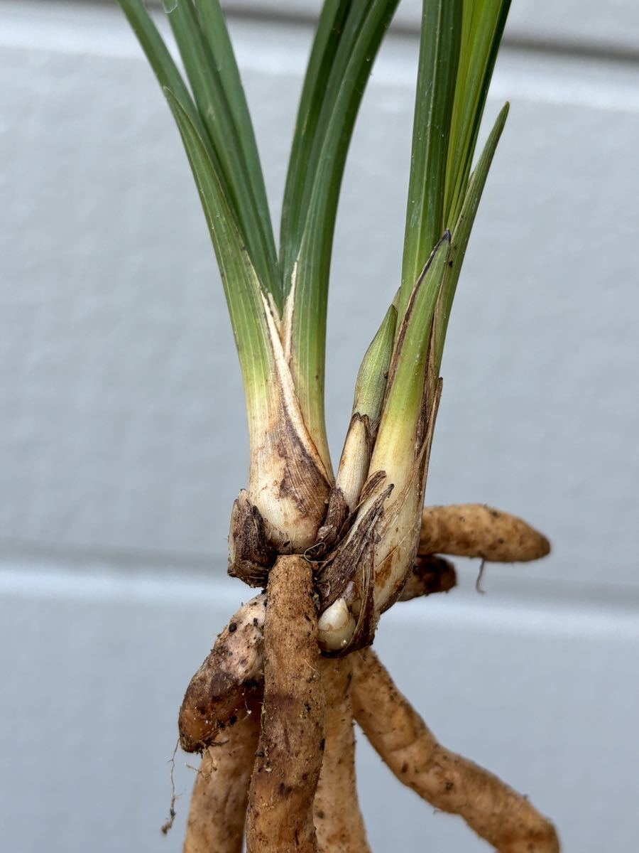 中国春蘭 蓮瓣蘭【粉荷】2本立 花芽1個付き 新芽2個付き 葉長約32cm【春蘭、寒蘭、長生蘭、万年青、中国蘭、山野草、東洋蘭】_画像9