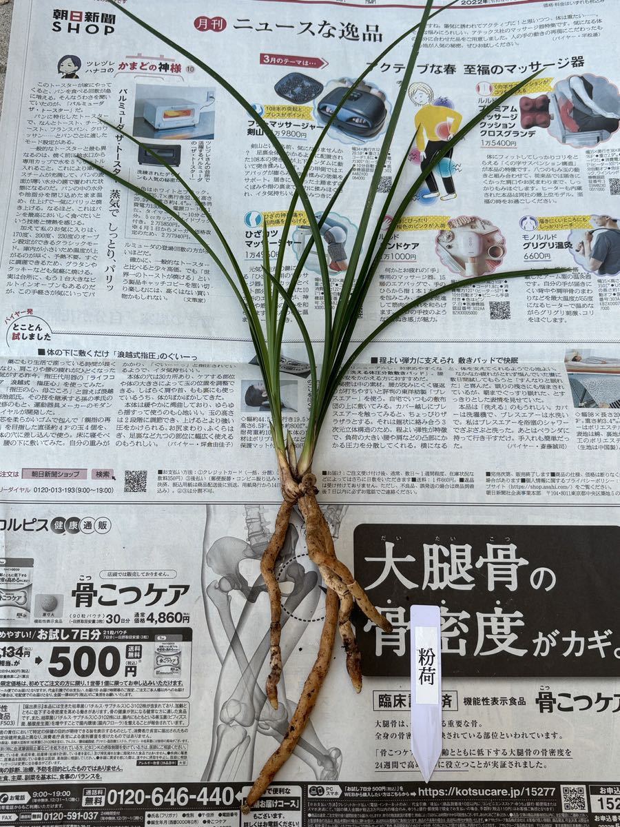 中国春蘭 蓮瓣蘭【粉荷】2本立 花芽1個付き 新芽2個付き 葉長約32cm【春蘭、寒蘭、長生蘭、万年青、中国蘭、山野草、東洋蘭】_画像6