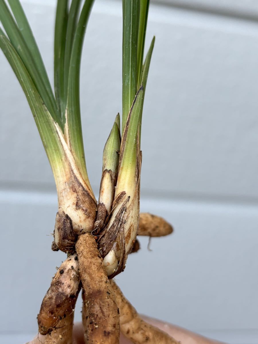 中国春蘭 蓮瓣蘭【粉荷】2本立 花芽1個付き 新芽2個付き 葉長約32cm【春蘭、寒蘭、長生蘭、万年青、中国蘭、山野草、東洋蘭】_画像8