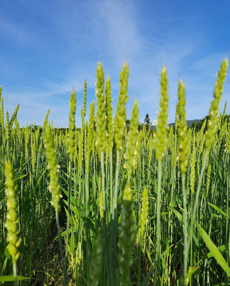 令和5年青森県産小麦粉食べ比べセット3.5kg×2_画像4