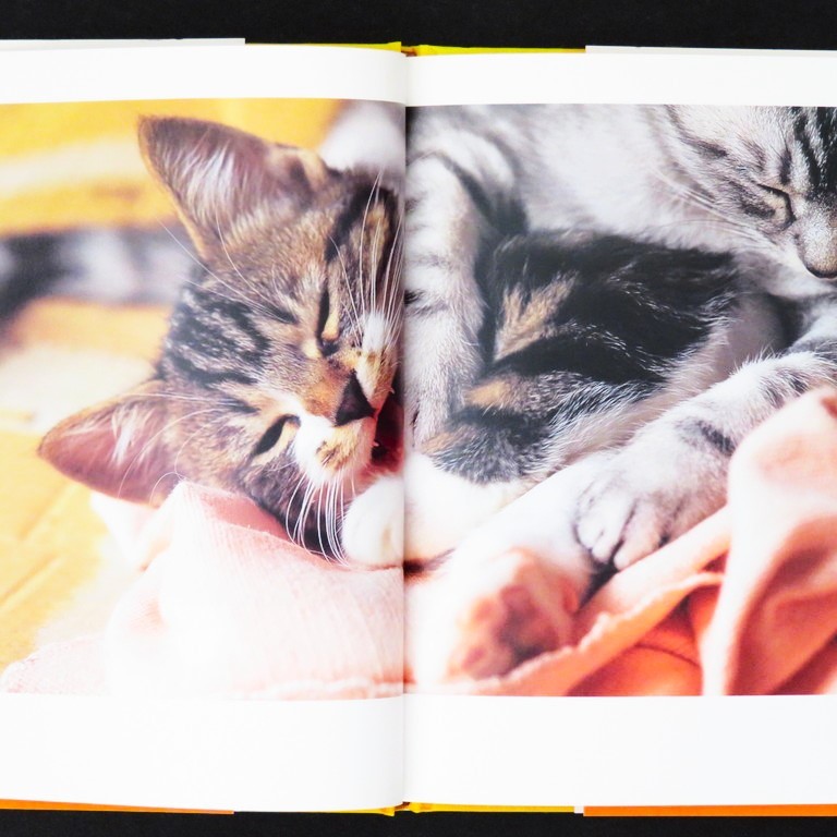 книга@ литература [ кошка ...] склон восток .. работа * фотография Bungeishunju /nesko жесткий чехол с лентой кошка фотоальбом кошка фотоальбом 