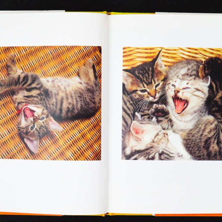книга@ литература [ кошка ...] склон восток .. работа * фотография Bungeishunju /nesko жесткий чехол с лентой кошка фотоальбом кошка фотоальбом 