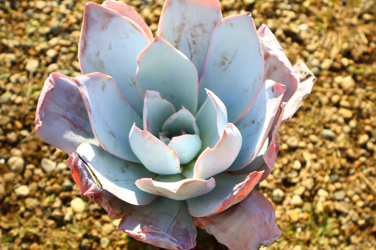 多肉植物　エケベリア・カンテ（特大）【鉢サイズ約11cm】_画像2