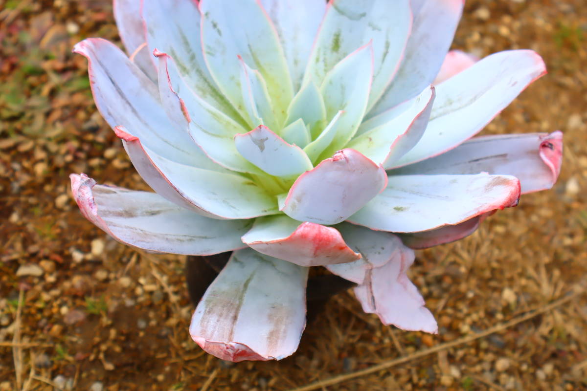 多肉植物　エケベリア・カンテ（特大）【在庫残りわずか】_画像3