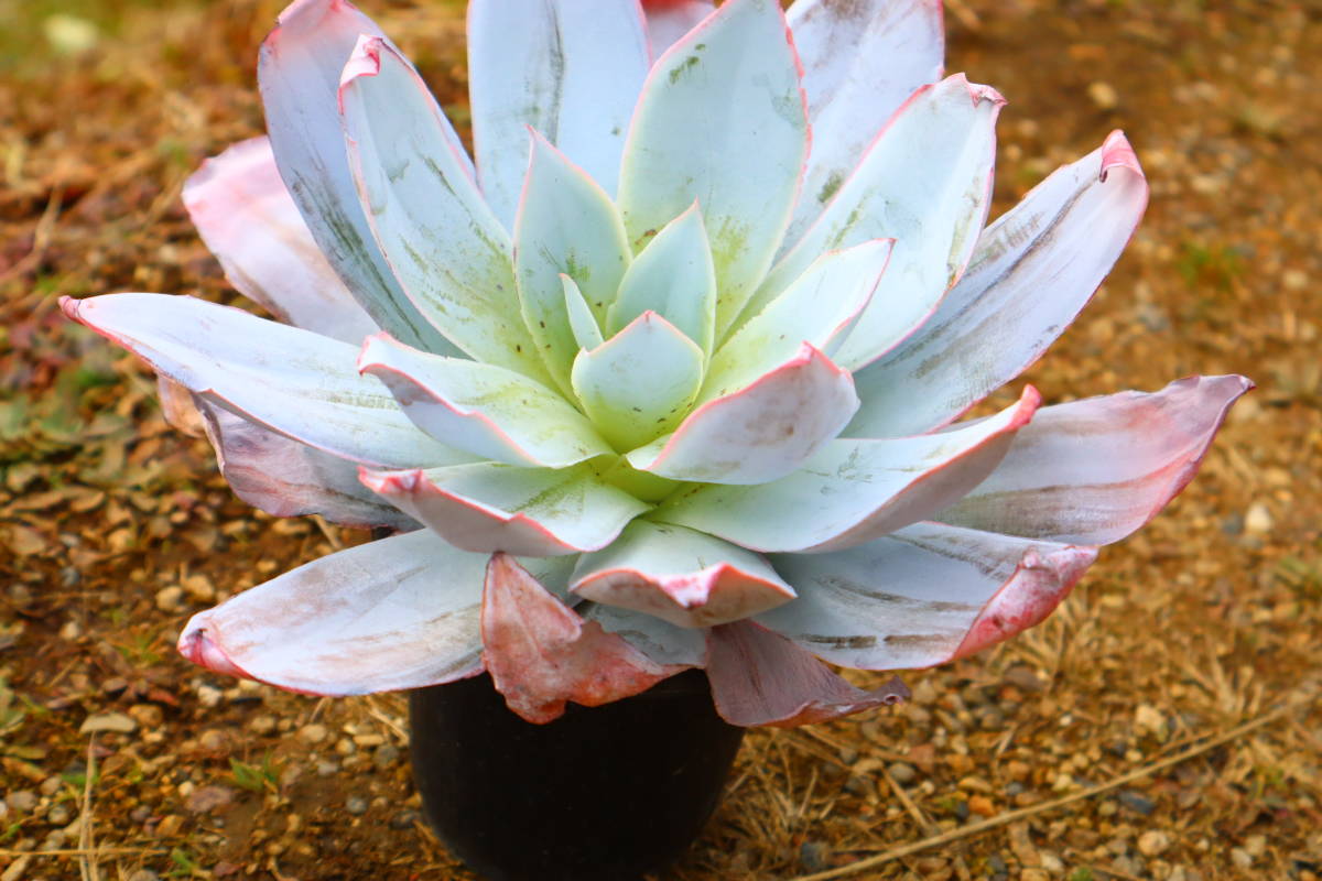 多肉植物　エケベリア・カンテ（特大）【在庫残りわずか】_画像4