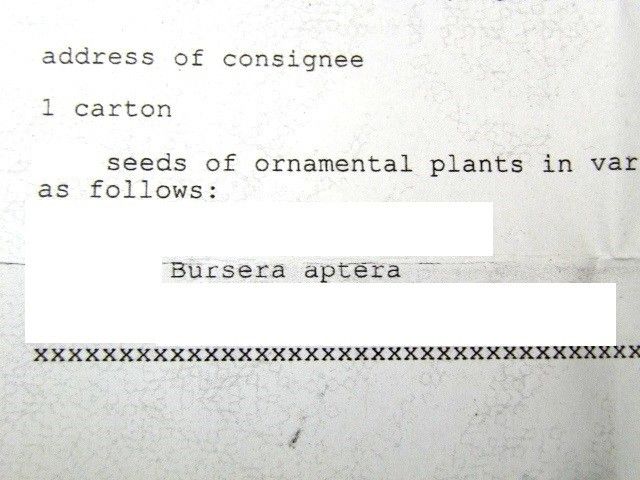 12月入荷 5粒 ブルセラ アプテラ 種子 種 証明書あり