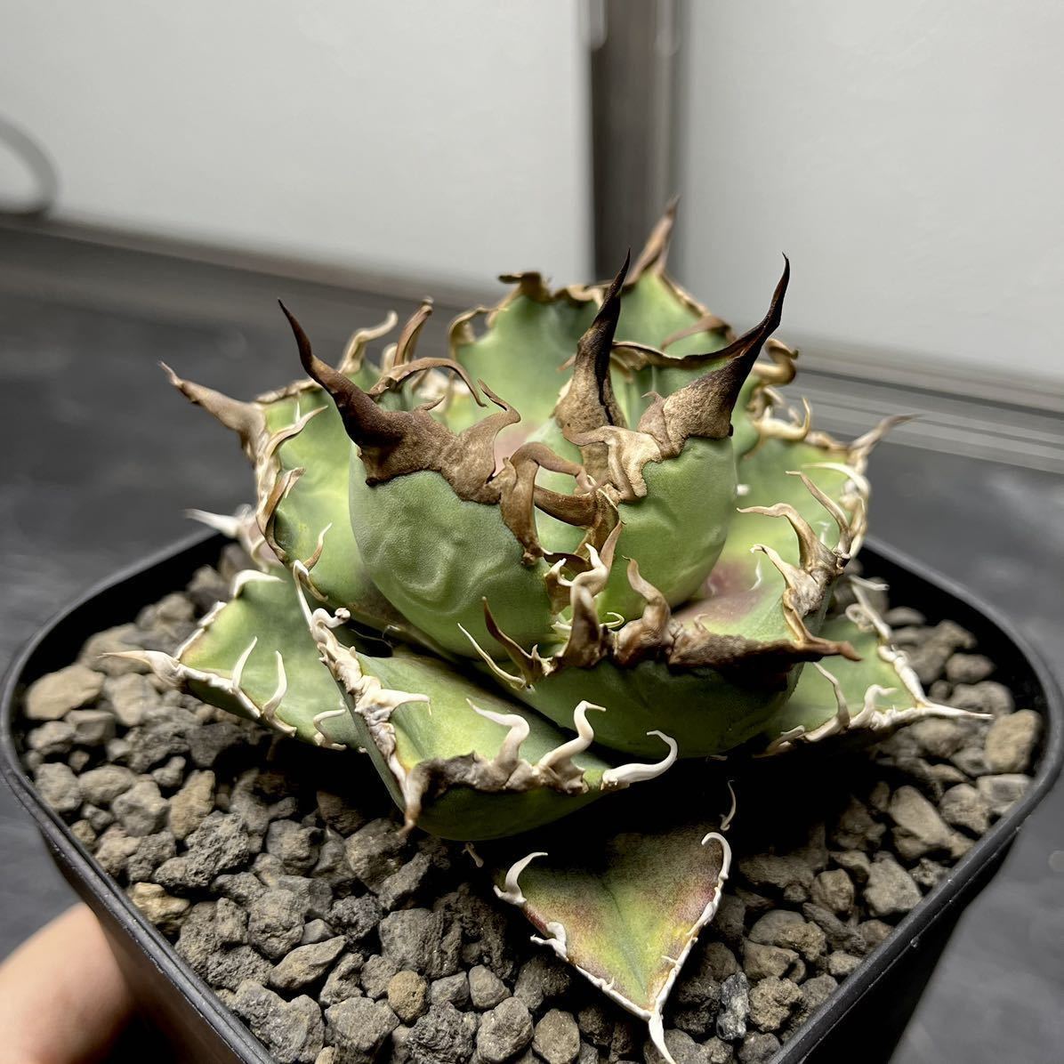 Agave titanota Arizona Ambition 検）アガベオアハカオテロイ実生メリクロンシーザー白鯨シーザー白犀牛皇冠SAD南アフリカ悪魔シチリア_画像3