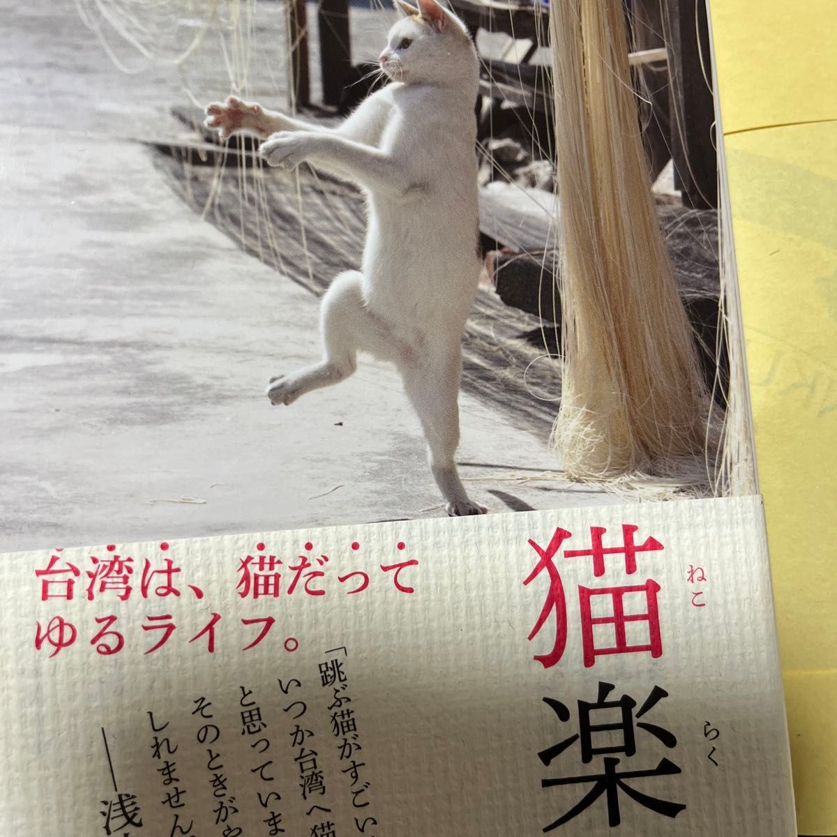 猫楽園 猫夫人／著　天野健太郎／訳　写真集　猫　にゃんこ　台湾　ぬこ