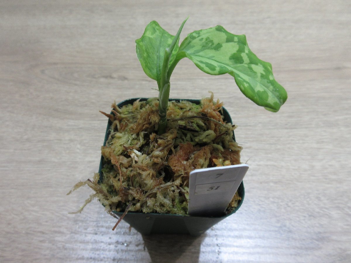 【渋美】アグラオネマ Aglaonema pictum tricolor Siberut 2nd 【LA2014-03】_出品株です。