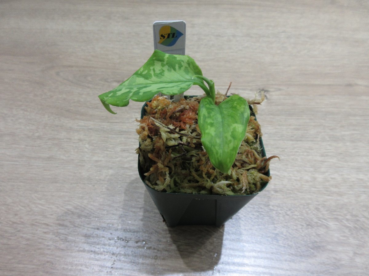 【渋美】アグラオネマ Aglaonema pictum tricolor Siberut 2nd 【LA2014-03】_出品株です。