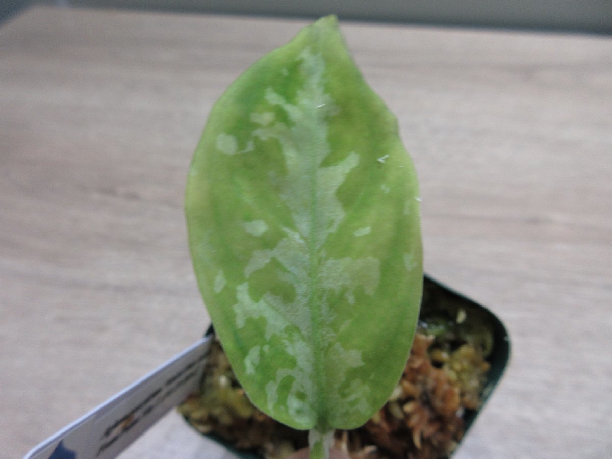 【ホワイトアワン】 Aglaonema pictum 'Model-White Awan' From Pulau Nias 【ANG-PF-00042】_出品株です。