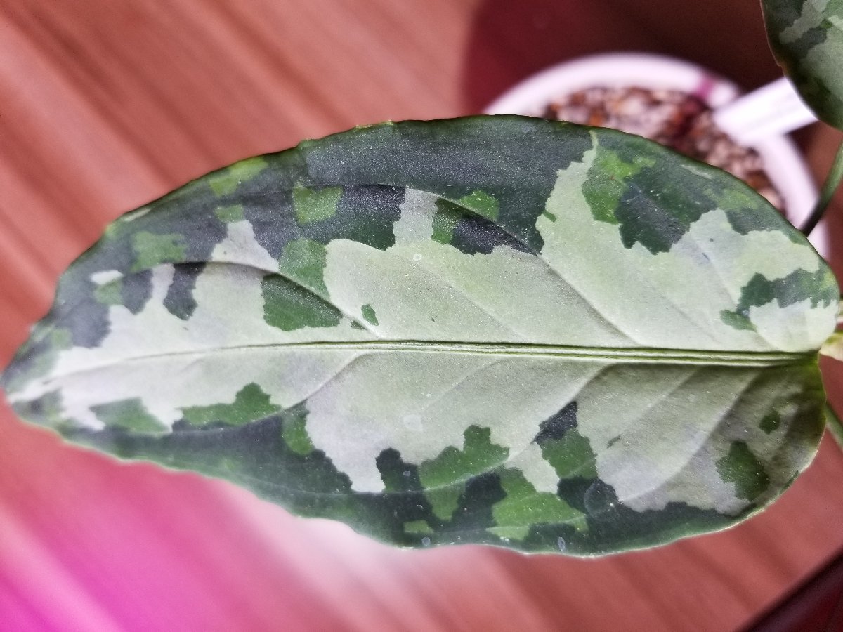 【TZ便】 Aglaonema pictum Aceh Sumatra T-100819-b-3_【注】親株です！！