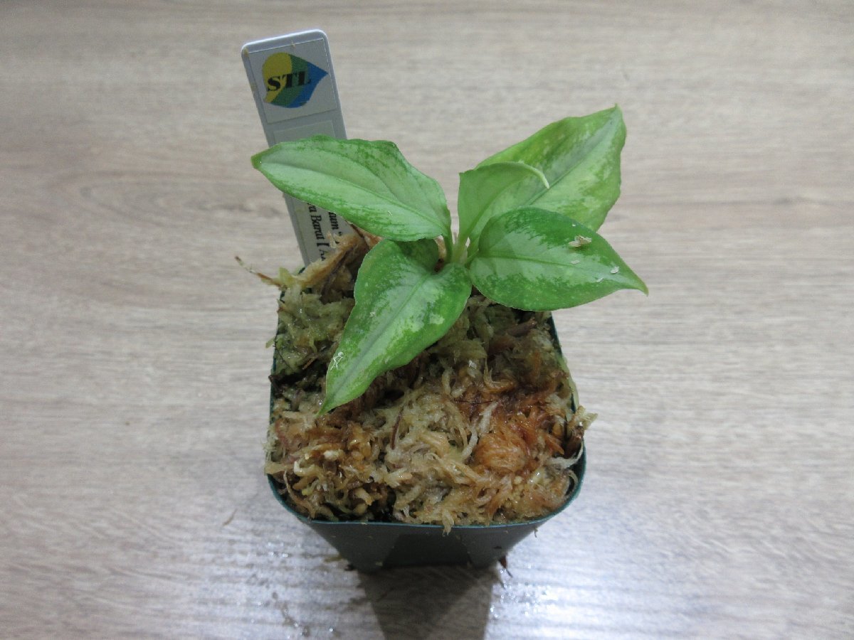 【Galaxy】アグラオネマ Aglaonema pictum “Galaxy”DFS from Sumatra Barat【AZ0912-1】_出品株です。