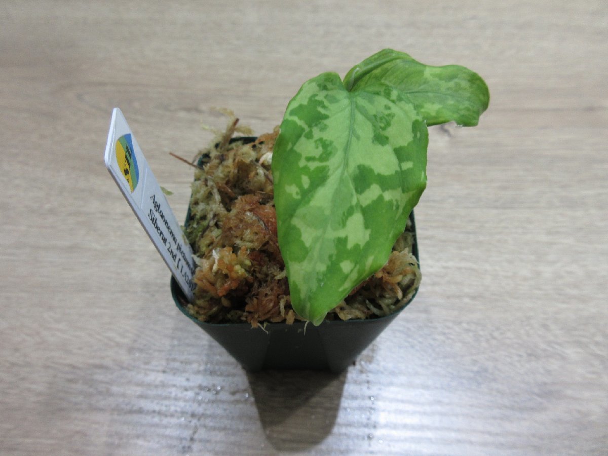 【渋美】アグラオネマ Aglaonema pictum tricolor Siberut 2nd 【LA2014-03】_出品株です。