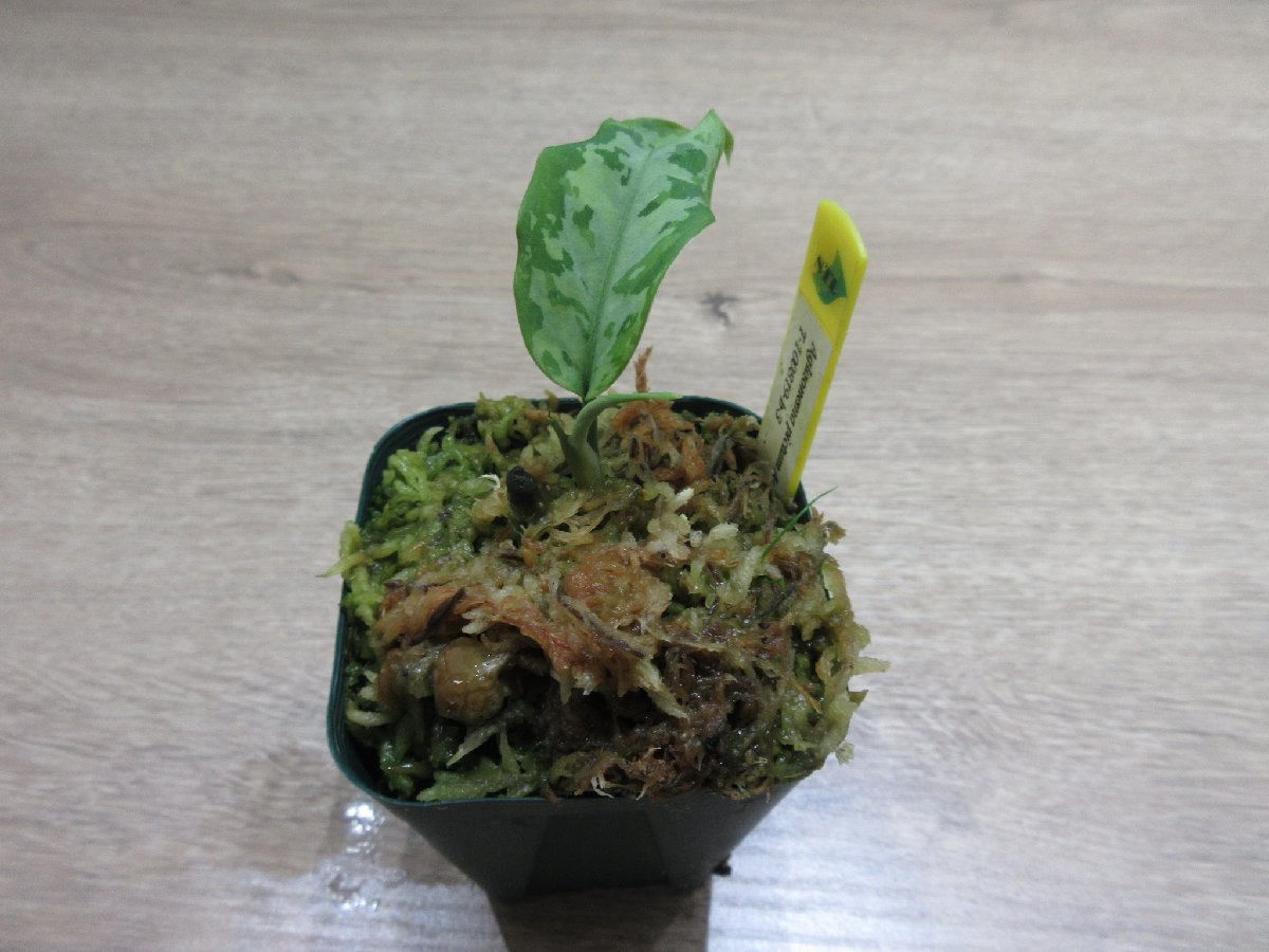 【TZ便】 Aglaonema pictum Aceh Sumatra T-100819-b-3_出品株です。