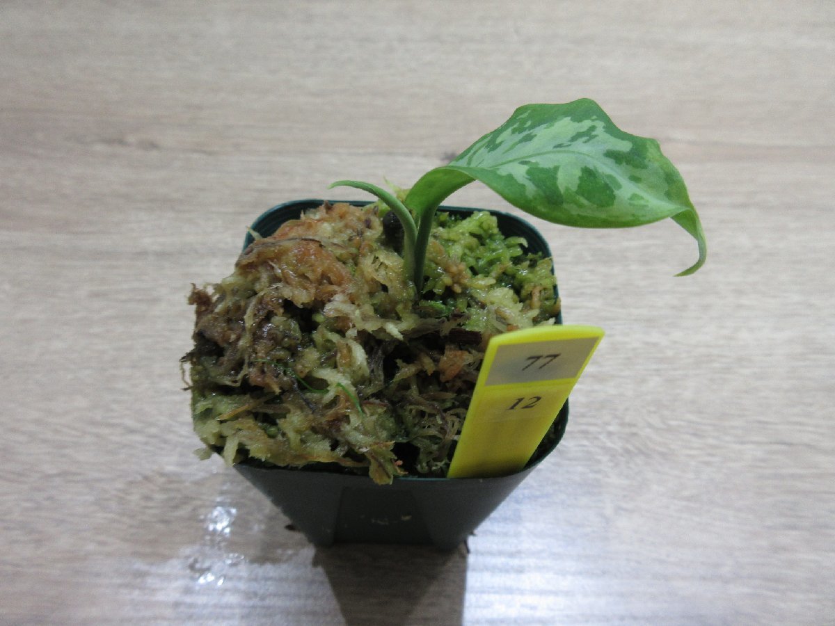 【TZ便】 Aglaonema pictum Aceh Sumatra T-100819-b-3_出品株です。