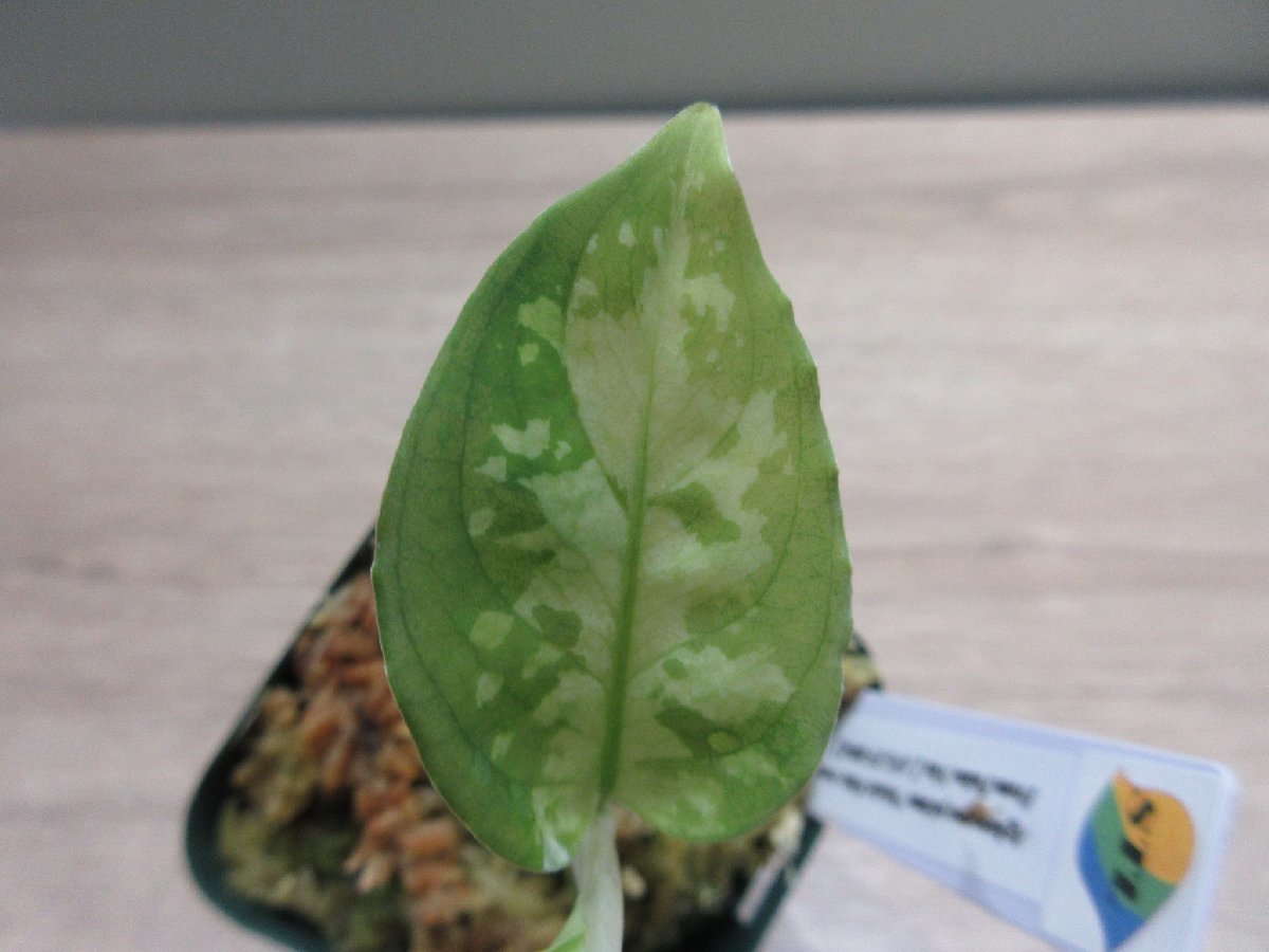 【ホワイトアワン】 Aglaonema pictum 'Model-White Awan' From Pulau Nias 【ANG-PF-00042】_出品株です。