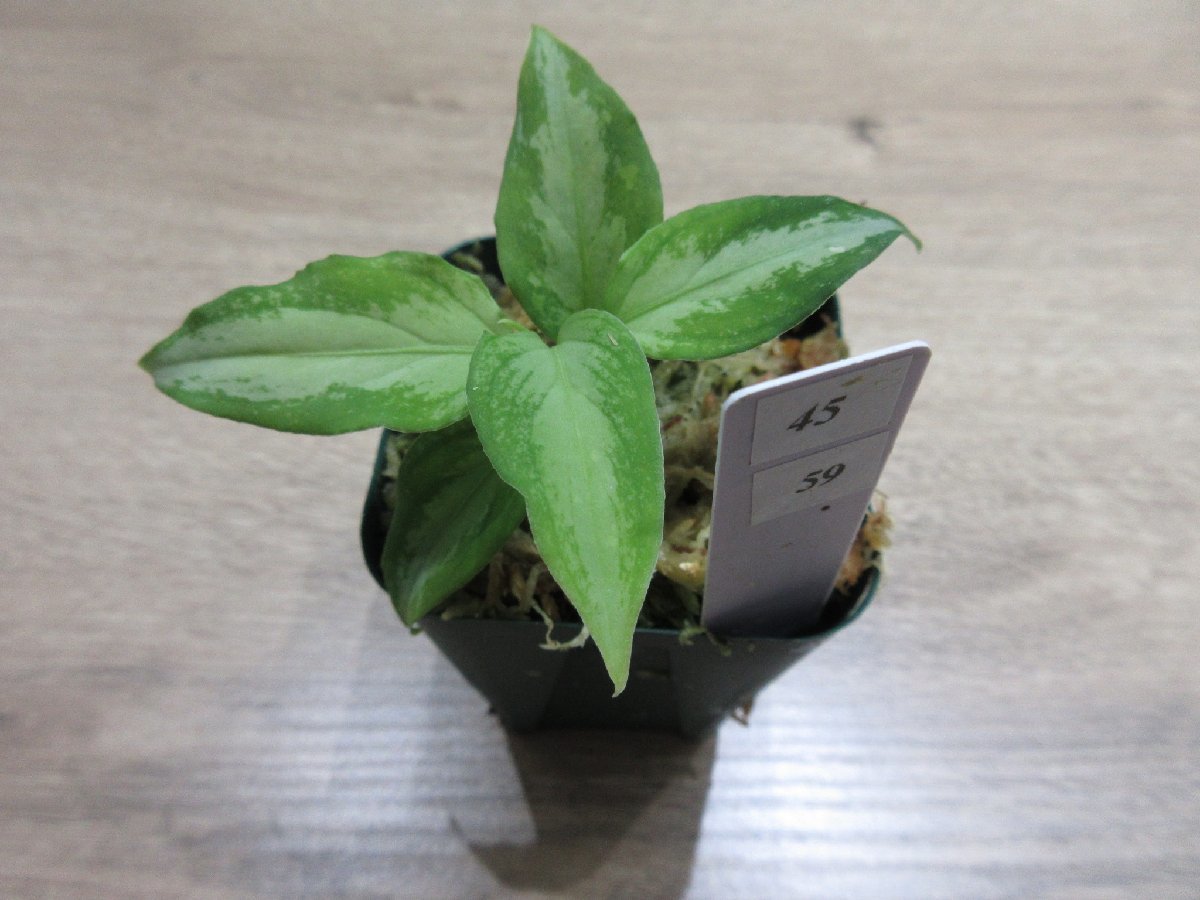 【Galaxy】アグラオネマ Aglaonema pictum “Galaxy”DFS from Sumatra Barat【AZ0912-1】_出品株です。