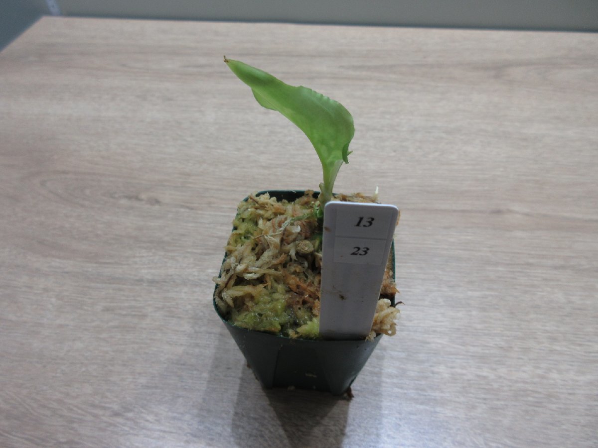 A13【エウレカ】 アグラオネマ Aglaonema pictum tricolor type Eureka_B_出品株です。