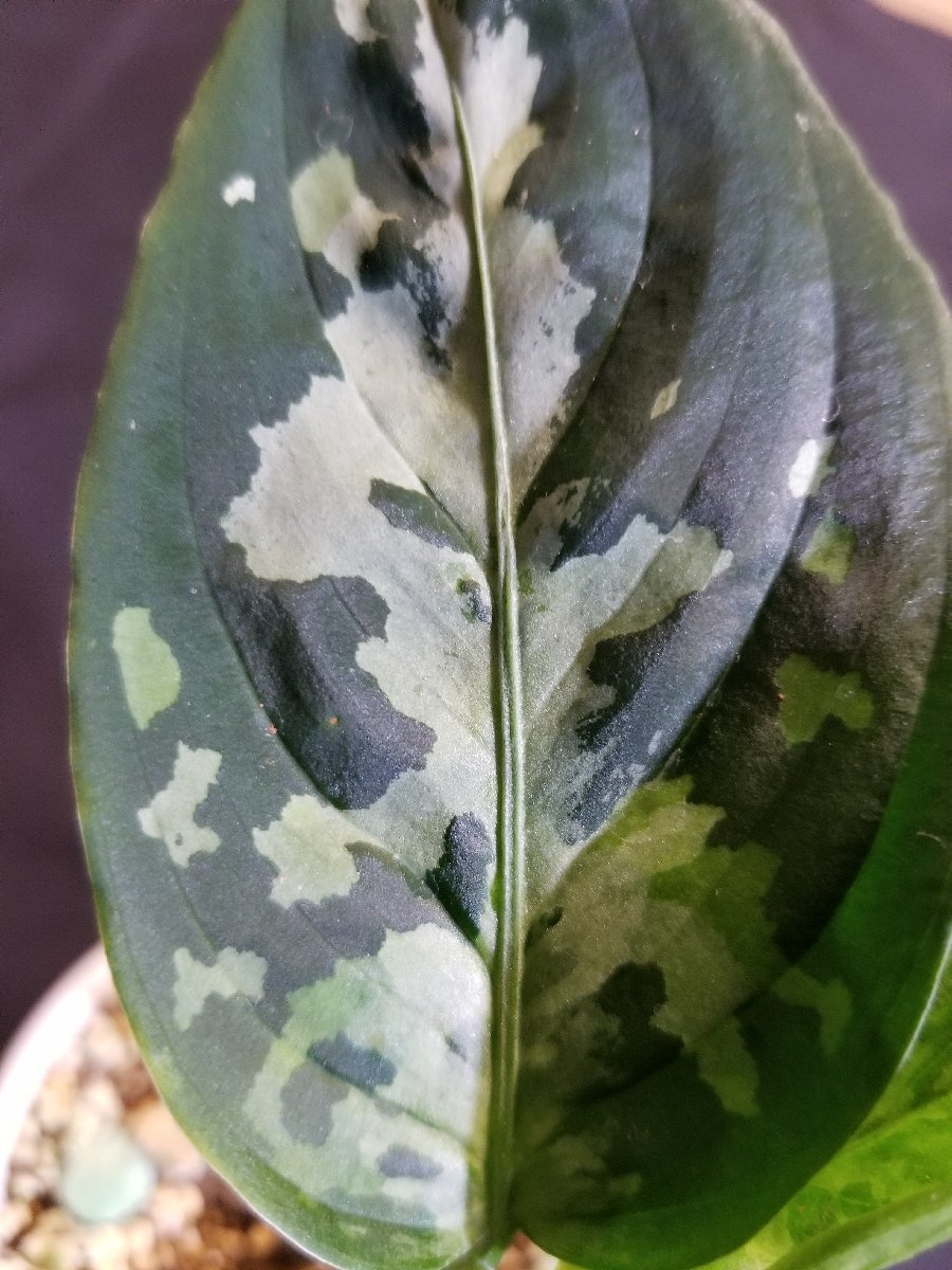 【ホワイトアワン】 Aglaonema pictum 'Model-White Awan' From Pulau Nias 【ANG-PF-00042】_【注】親株です！！