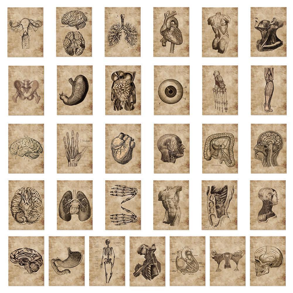 解剖学 ステッカー 56枚セット アナトミーアート ダヴィンチ 人体の構造 医学史 美術 標本 ドクロ 骨格 臓器 古代エジプト PVC 防水 シールの画像3