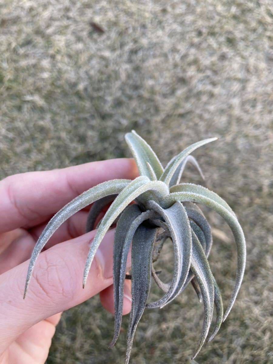 チランジア　ラティフォリア　レウコフィラtillandsia latifolia leucophylla_画像2