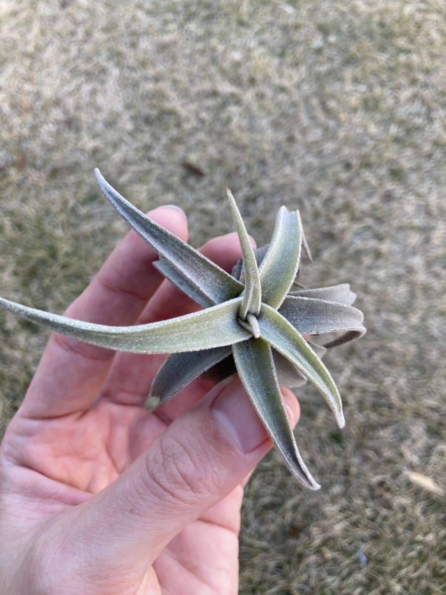 チランジア　ラティフォリア　レウコフィラtillandsia latifolia leucophylla_画像1