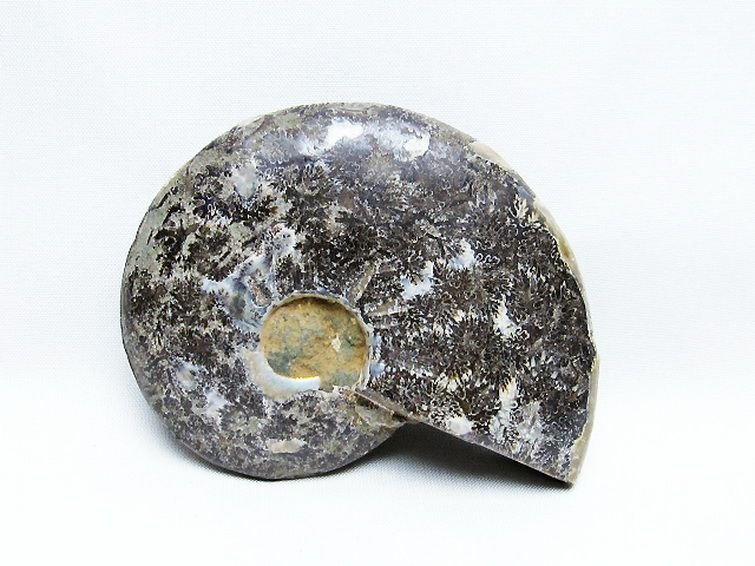 誠安◆超レア極品天然AAAアンモナイト化石[T723-1572]_画像3