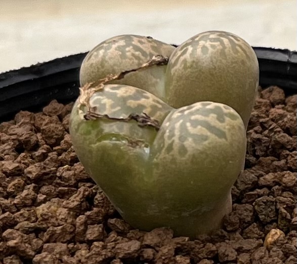 コノフィツム　Conophytum pellucidum var.neohallii N.Silverfontein ②_画像3