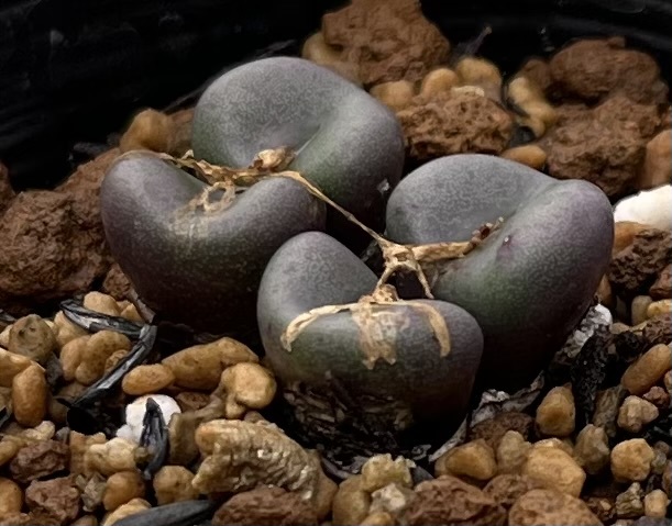 コノフィツム　Conophytum minutum var.nudum ‘Variens’ ①_画像3