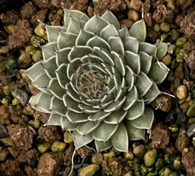 グラプトペタルム　菊日和　Graptopetalum filiferum_画像1