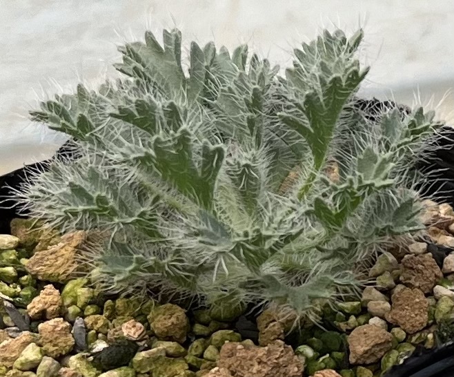 ペラルゴニウム　Pelargonium caroli-henrici (2022年実生苗)_画像3