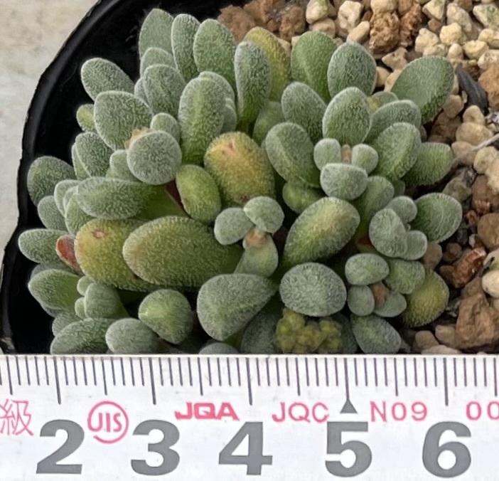 クラッスラ　Crassula namaquensis ssp.comptonii _画像4