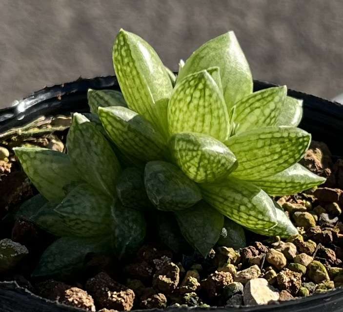 ハオルチア　Haworthia reticulata var.hurlingii Bonnievale_画像3