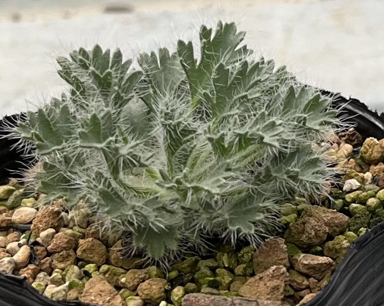 ペラルゴニウム　Pelargonium caroli-henrici (2022年実生苗)_画像2