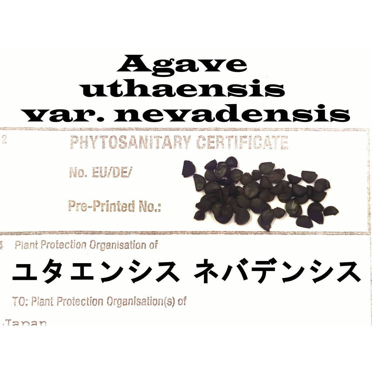 12月入荷 100粒+ アガベ ユタエンシス ネバデンシス 証明書あり 種