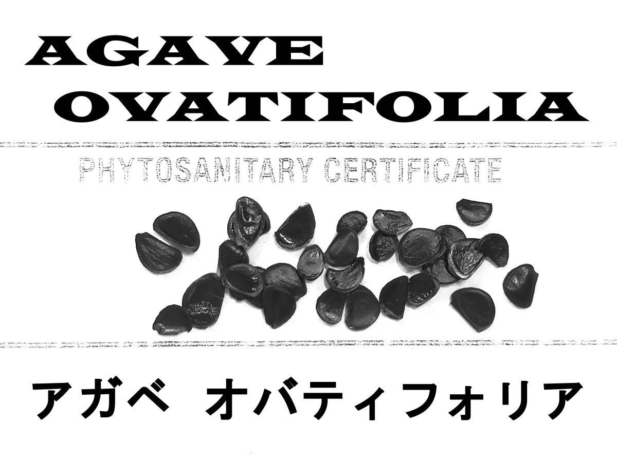 10月入荷 20粒+ アガベ オバティフォリア 種子 種 ovatifolia_画像1