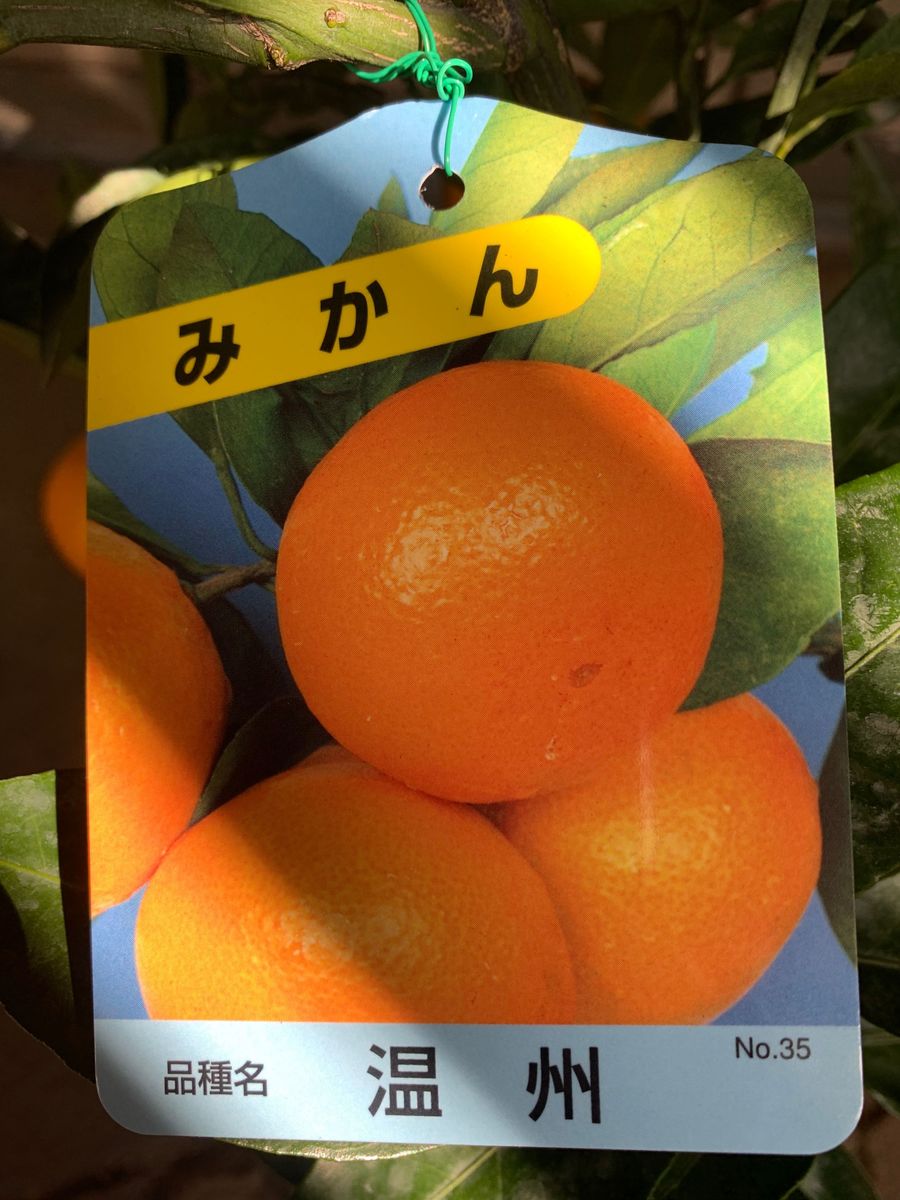 温州蜜柑の苗木   果樹 鉢ごと発送