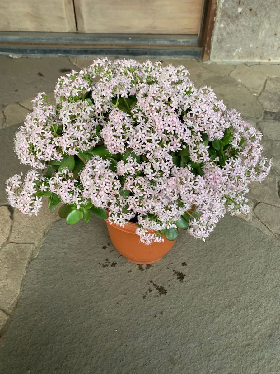 金のなる木  開花中 超大株  鉢ごと発送