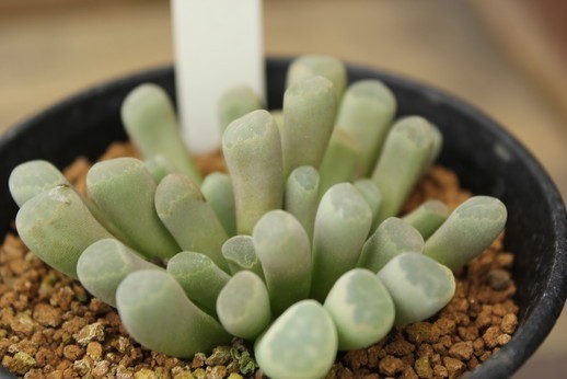 26　メセン　フリチア　光玉（Frithia pulchra）　★実生苗_画像1