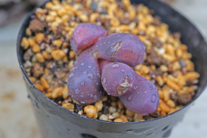 リトープス 紅大内玉 Lithops optica var. Rubra　実生苗　 【管理番号：1】_画像1