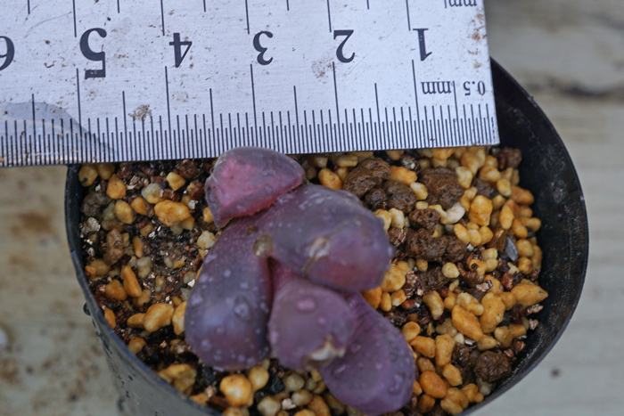 リトープス 紅大内玉 Lithops optica var. Rubra　実生苗　 【管理番号：1】_画像2